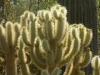 DSCN1278