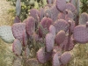 DSCN1704