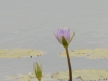 DSCN6585