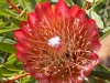 DSCN6702