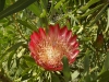 DSCN6703