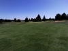 T1green