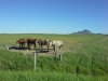 Chevaux