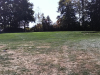 T11GREEN