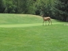 t3green