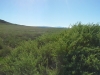 Volcans