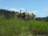 Custer