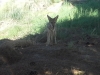 coyotte