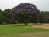 Arbre.jpg