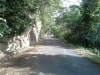 Oribi02.jpg