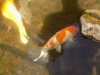 DSCN7557