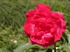 DSCN7586