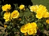 DSCN7588