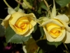 DSCN7595