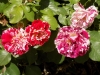 DSCN7597