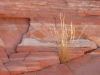 DSCN4447