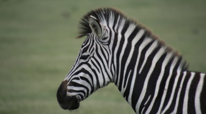 À la recherche des animaux